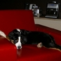 Zdjęcia nadesłane przez właścicieli - Duży Szwajcarski Pies Pasterki - galeria nr 1