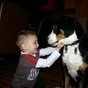 Zdjęcia nadesłane przez właścicieli - Duży Szwajcarski Pies Pasterki - galeria nr 1