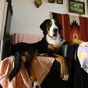 Zdjęcia nadesłane przez właścicieli - Duży Szwajcarski Pies Pasterki - galeria nr 2