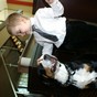 Zdjęcia nadesłane przez właścicieli - Duży Szwajcarski Pies Pasterki - galeria nr 2