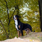 Zdjęcia nadesłane przez właścicieli - Duży Szwajcarski Pies Pasterki - galeria nr 3