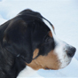 Zdjęcia nadesłane przez właścicieli - Duży Szwajcarski Pies Pasterki - galeria nr 4