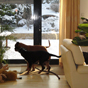 Zdjęcia nadesłane przez właścicieli - Duży Szwajcarski Pies Pasterki - galeria nr 4